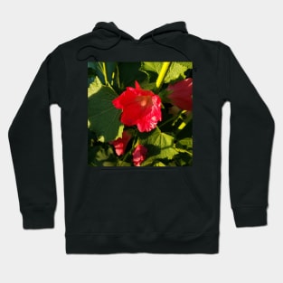 Red hollyhocks in sunshine Hoodie